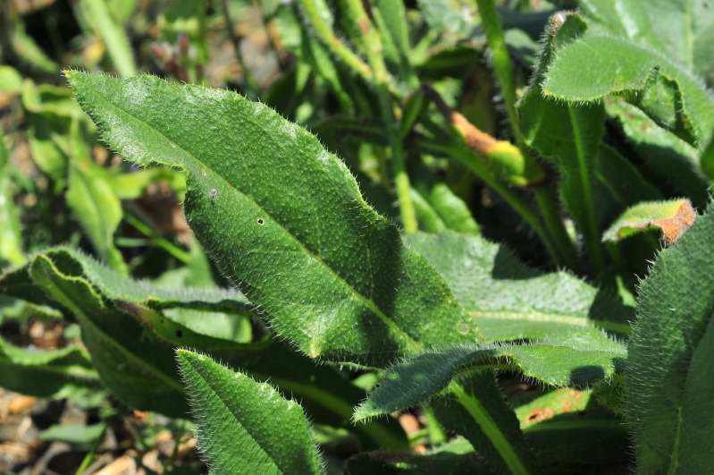 Boraginacea - Anchusa azurea